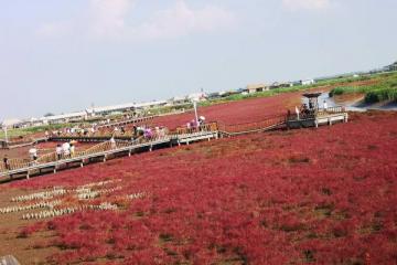 神奇的红海滩美丽的赤碱蓬——辽宁盘锦